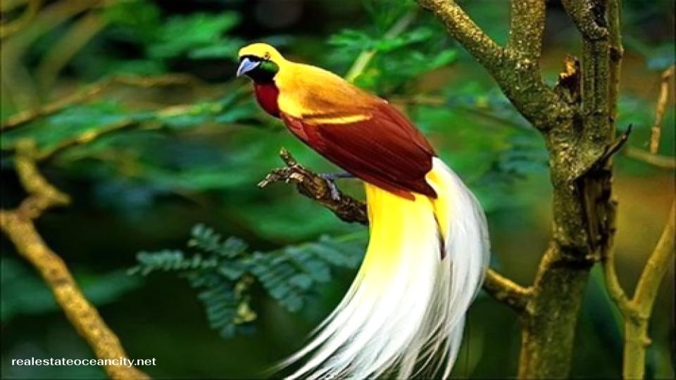 Wasur National Park อุทยานแห่งชาติวาซูร์มีพื้นที่ 4,130 ตารางกิโลเมตร ทอดยาวระหว่างเมืองเมอราอูเกและชายแดนปาปัวนิวกินี เป็นที่ดึงดูดผู้ที่สนใจนกและสัตว์มีกระเป๋าหน้าท้องทุกคน แต่ควรมาในช่วงปลายฤดูแล้ง