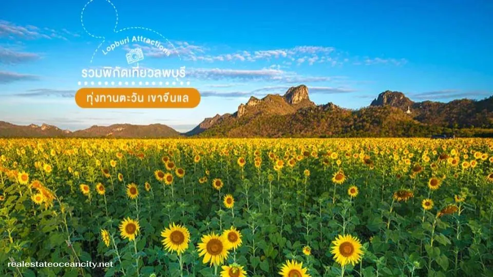 ทุ่งทานตะวัน เขาจีนแล